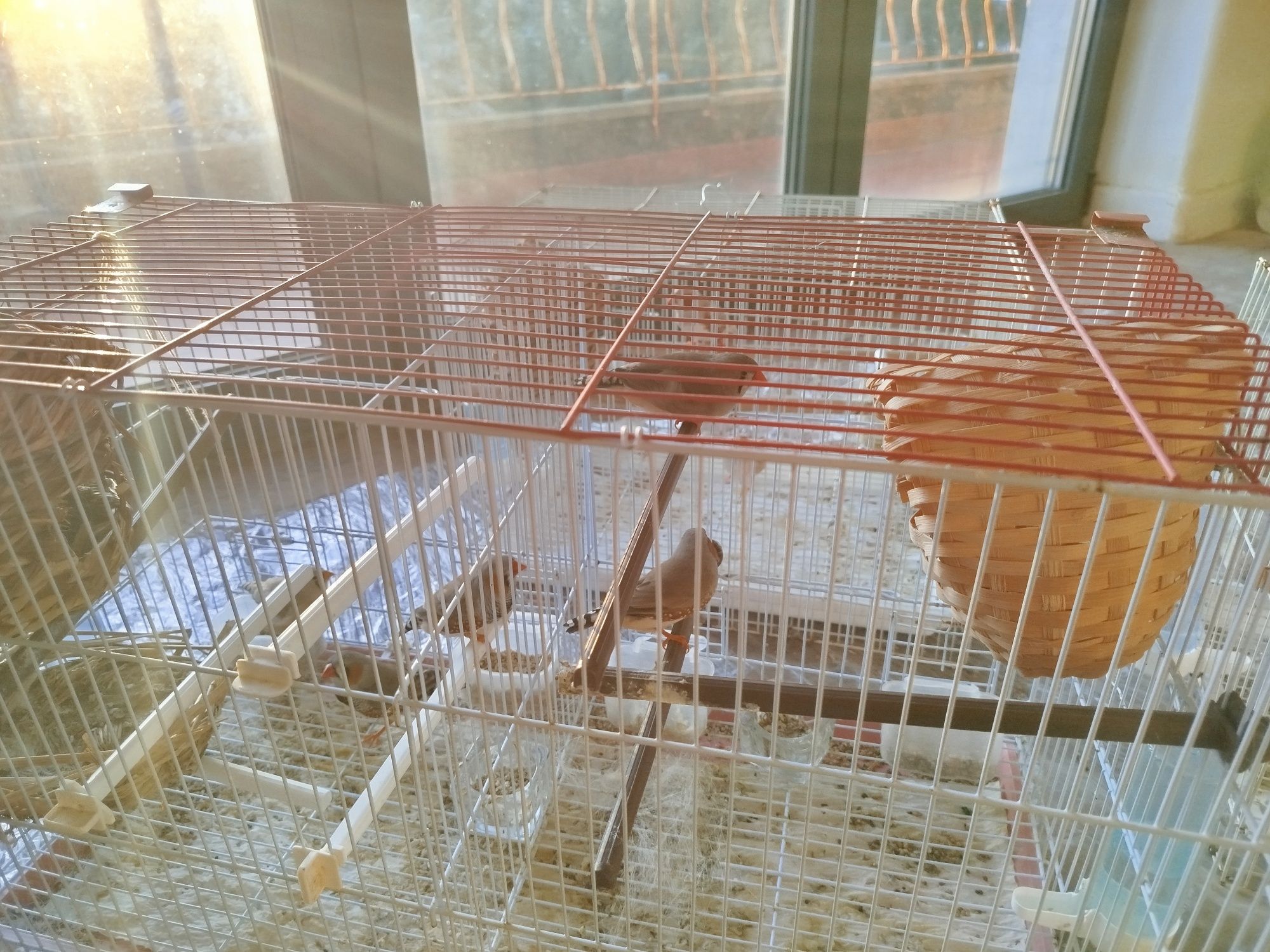 Vendo casais de Mandarins