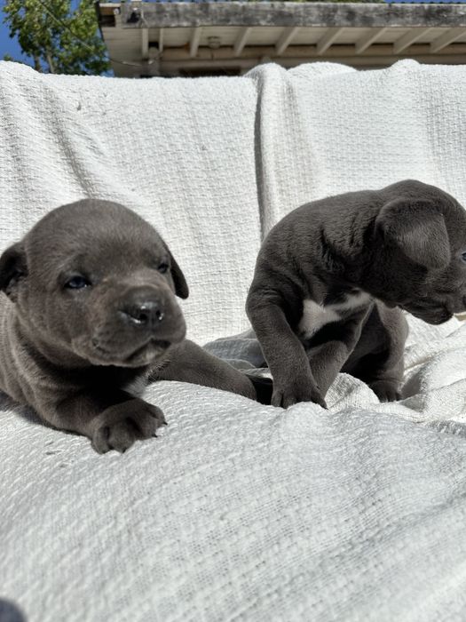 Елітний голубий щенок кане корсо Брайн, 1 місяць