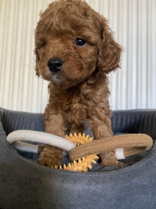 Cavapoo F1B Ari Cavapoo&Pudel miniaturowy