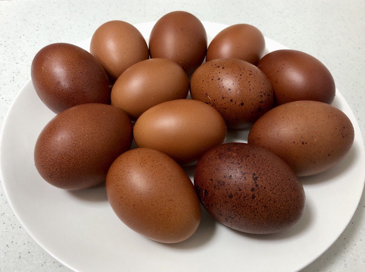 Інкубаційне яйце маран