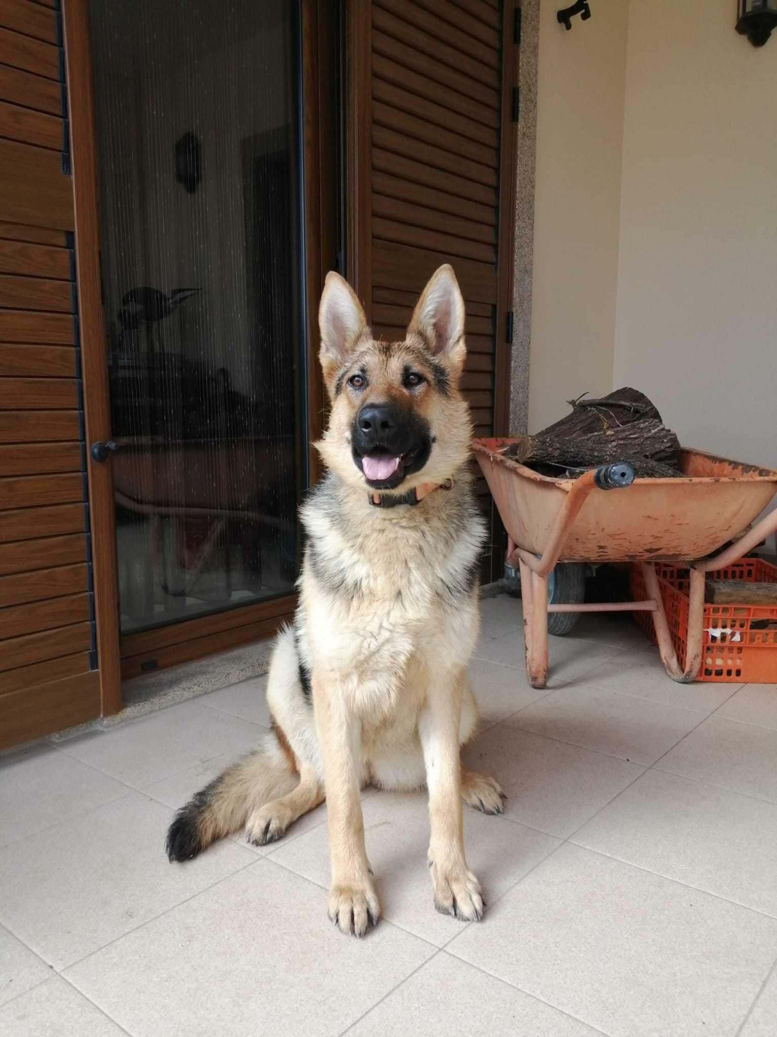 Cadela Para adopção responsável.