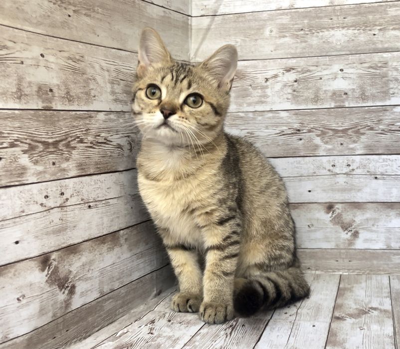 Британский котик окраса табби.