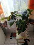 Begonia Lucerna duża roślina