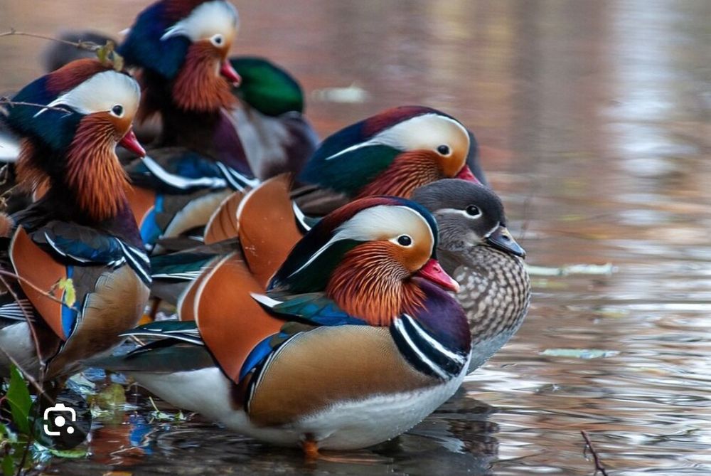 Kaczki Mandarynki Karolinki Krzyżówki