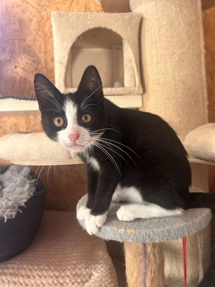 Kocie cudo do pilnej adopcji