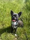Niebieski piesek chihuahua