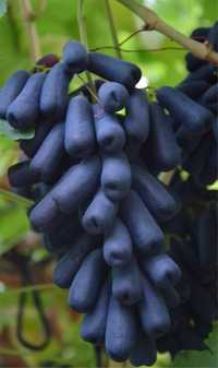 Черенки новых гибридных сортов винограда