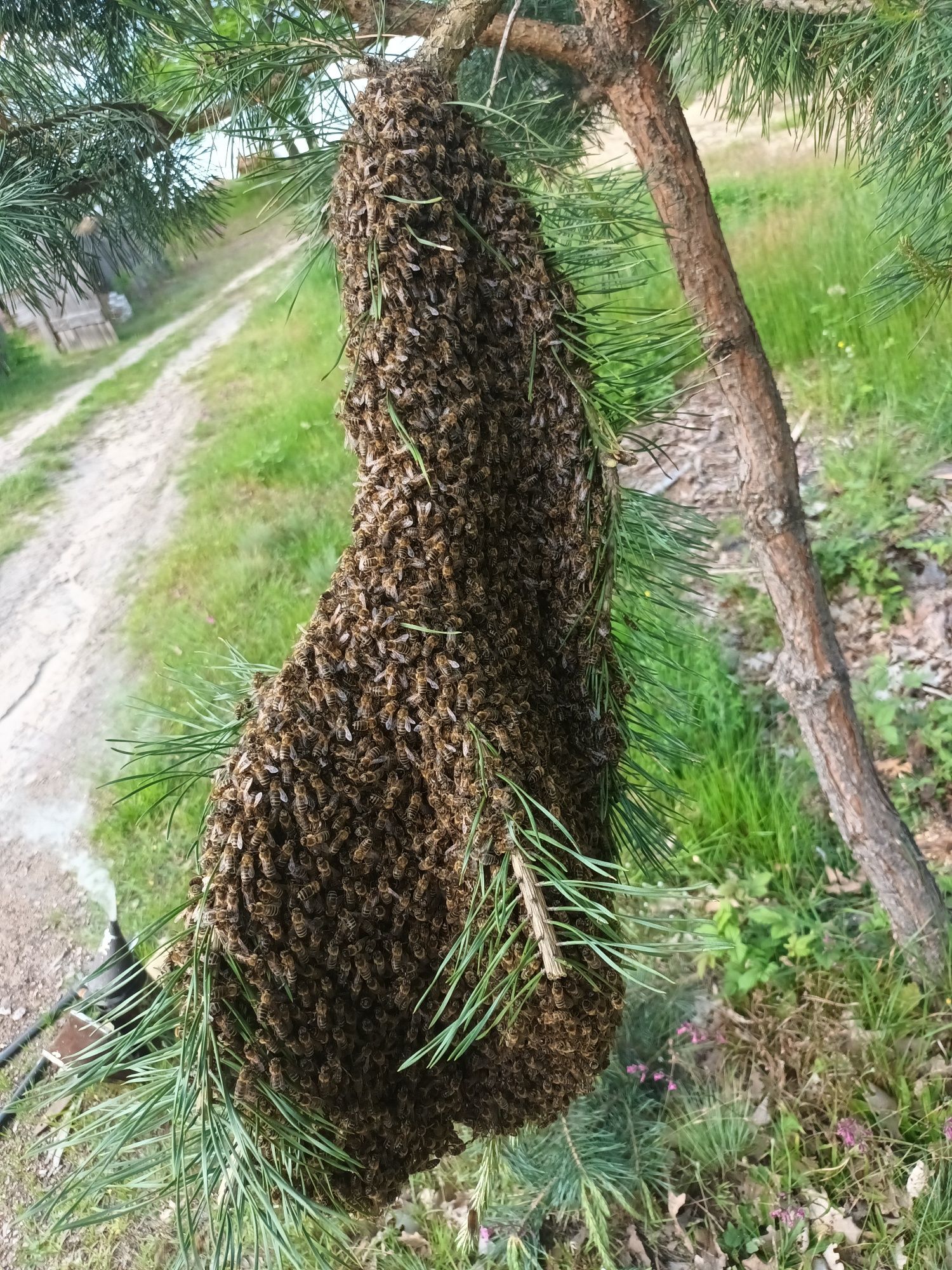 Miód leśny tego roczny z własnej pasieki