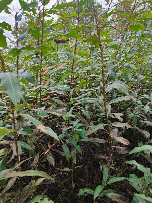 Wiklina zielona na polu