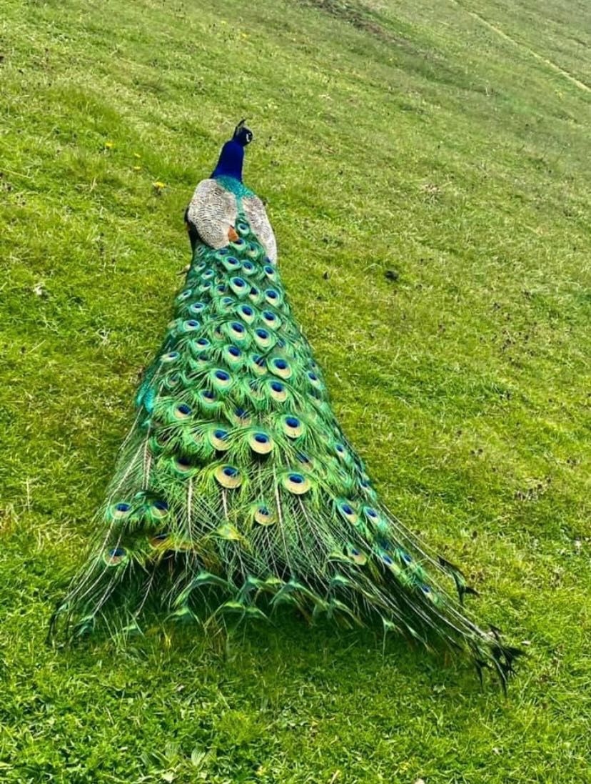 Venda de Faisons