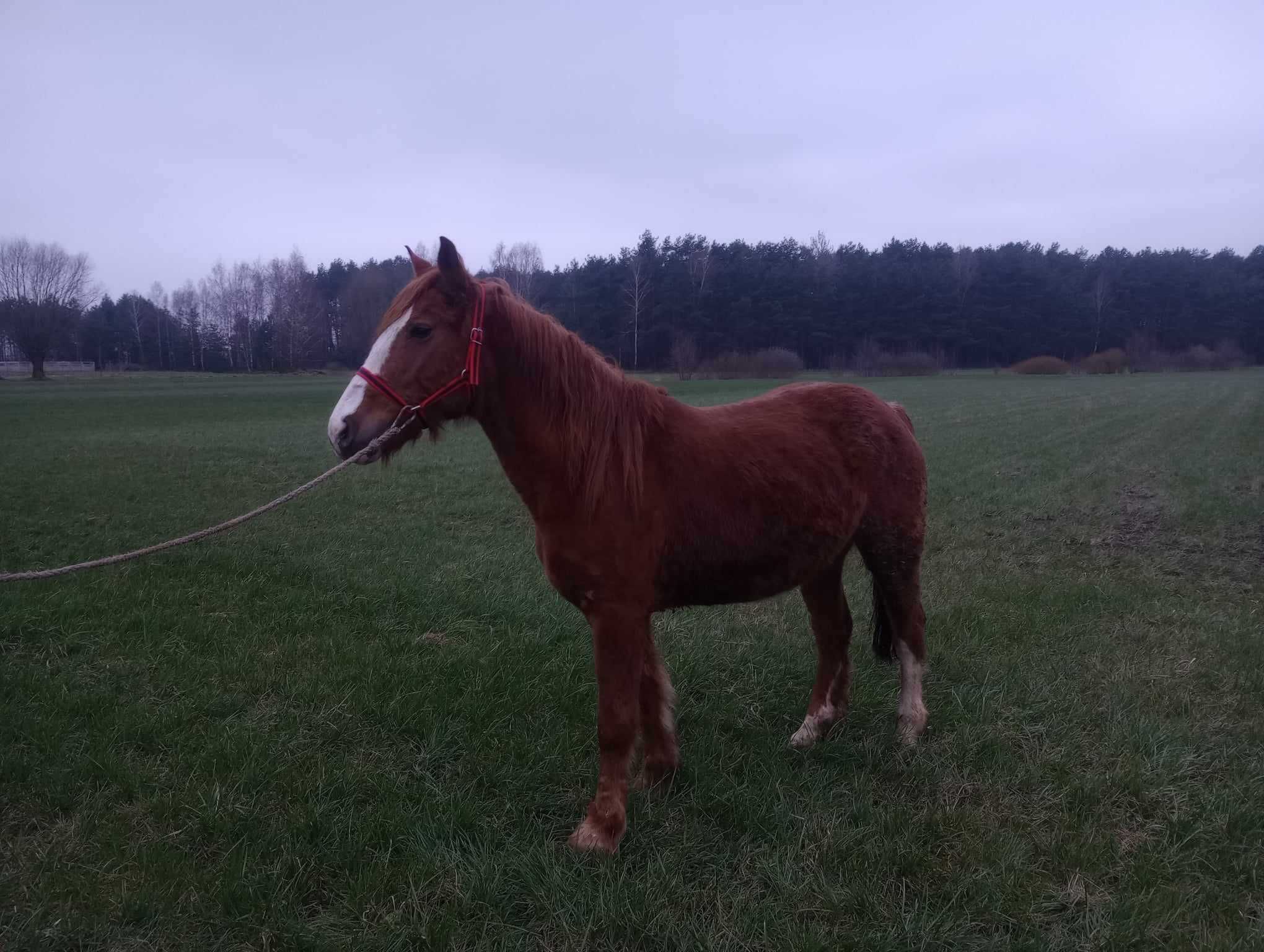 Klacz zimno krwista źrebna