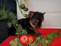 Yorkshire terrier piesek z rodowodem