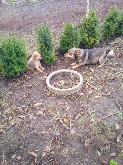 Цуцик в добрі руки