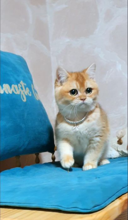 Золотой британский шиншилла