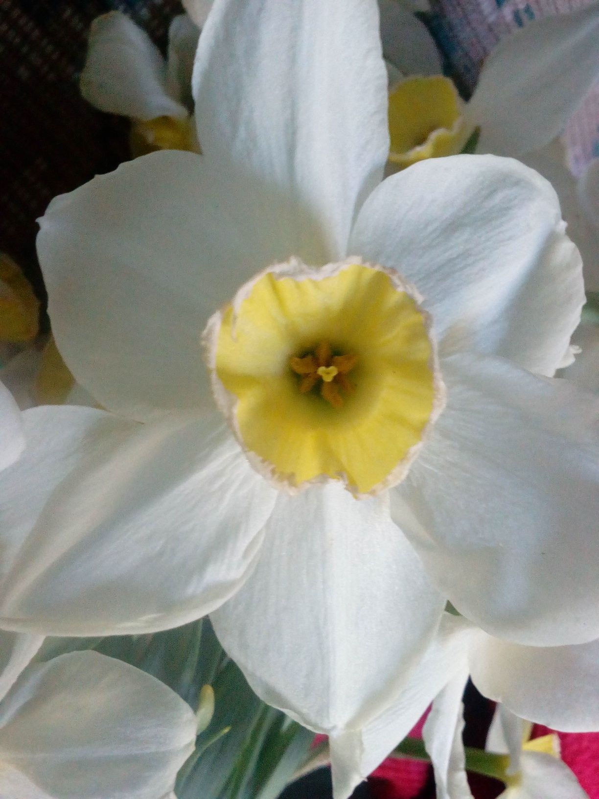 Нарцисс белый 2 сорта и желтый.