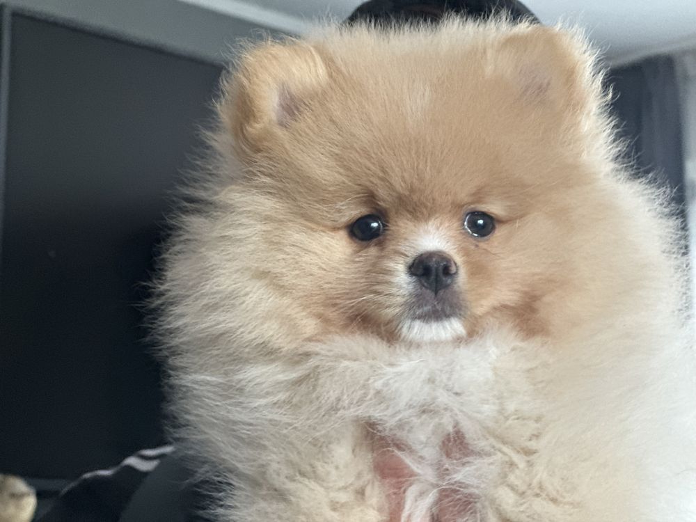 Szpic miniaturowy Pomeranian FCI dziewczynka