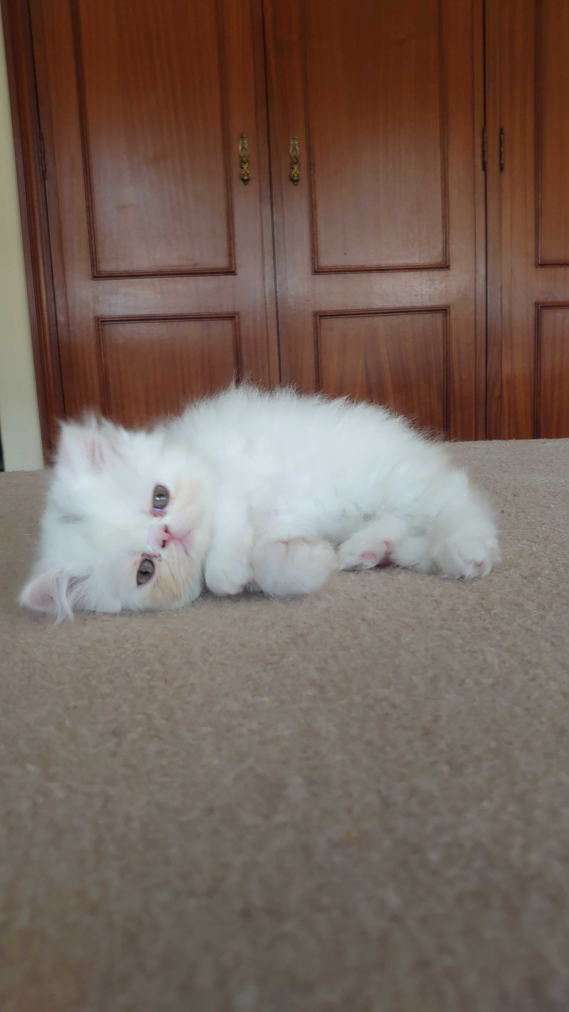 Gatinho Persa Branco