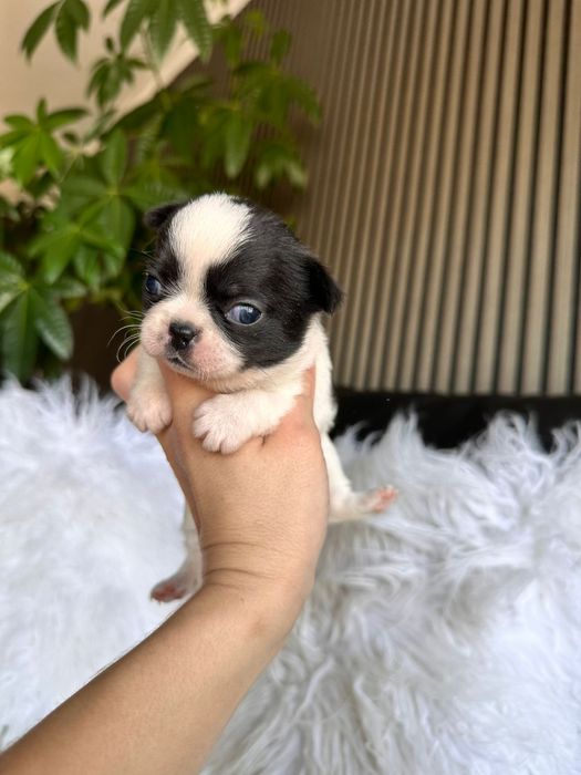 Chihuahua  Super Mini. Menina.Cabeça de maçã.