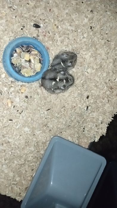 Chomiki Dżungarskie Oddam za darmo!