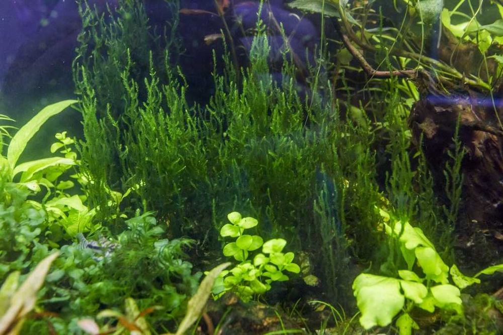 Krewetki niebieskie 10x + mchy do krewetkarium gotowy zestaw wysyłka