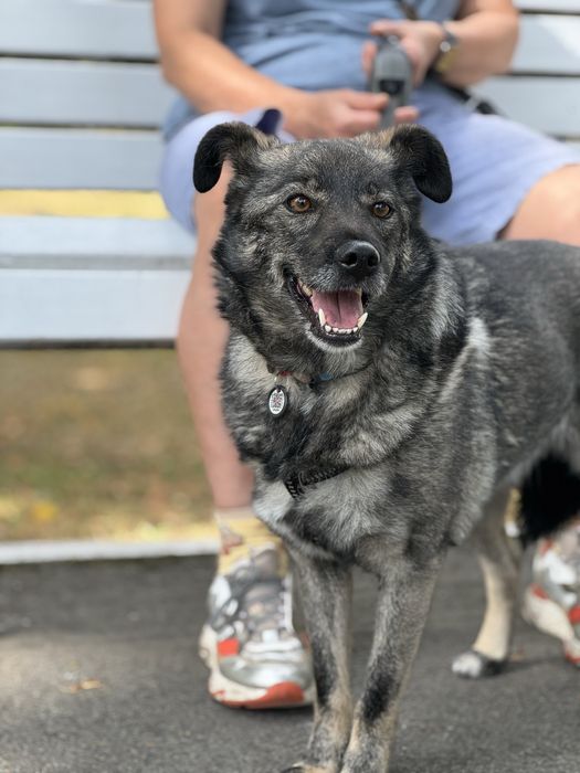 Собака спокійний характер дівчинка нижче коліна
