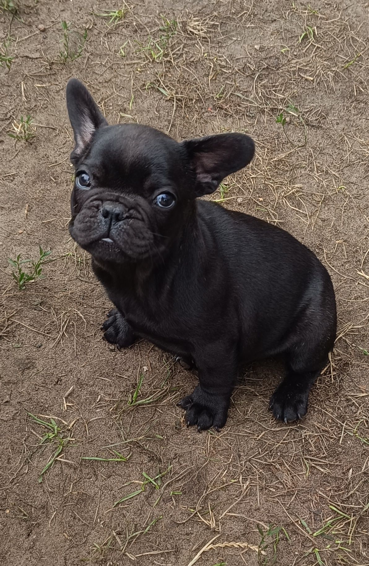 Buldog Francuski