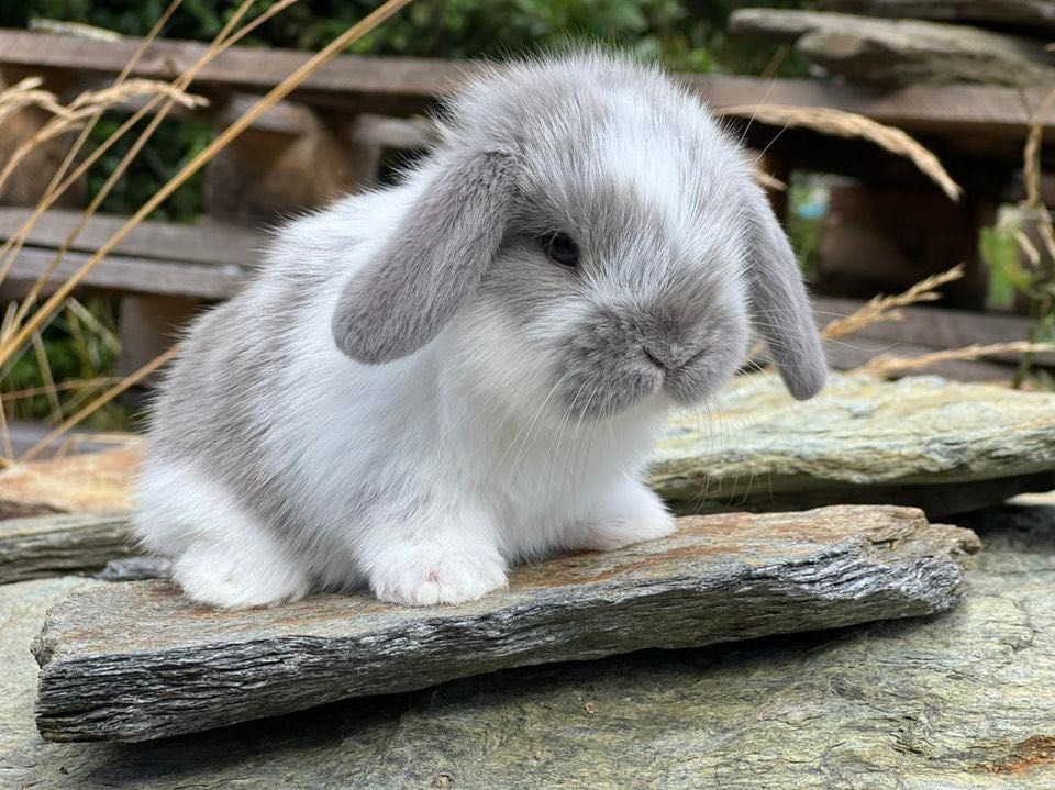 Mini lop karzełek teddy angora