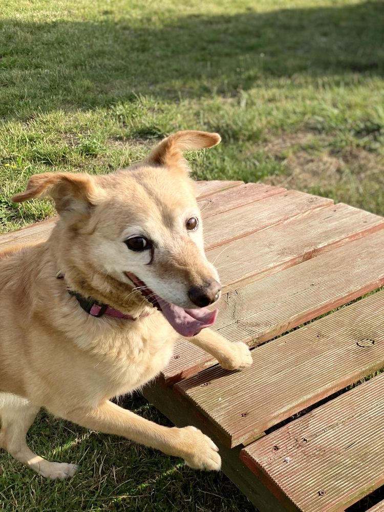 Lola sunia o złotym sercu do adopcji