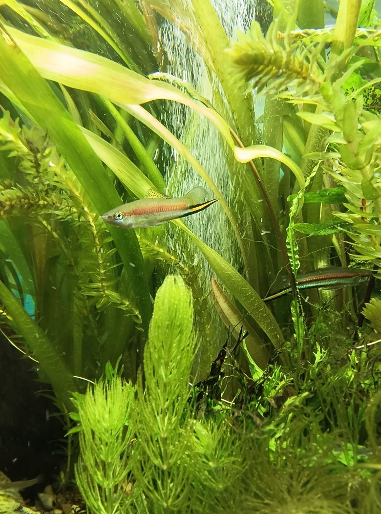 Xiphophorus helleri "Rio Jalapa"