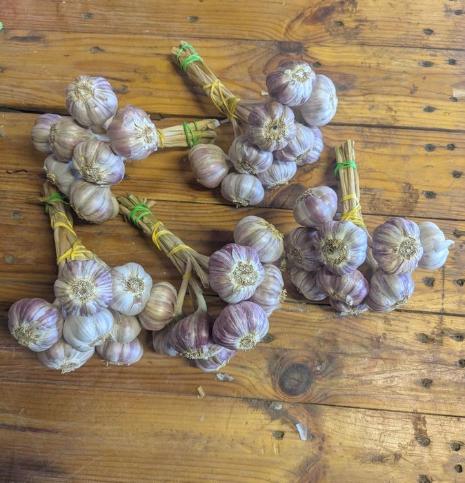 Czosnek Harnaś pęczki 80 szt