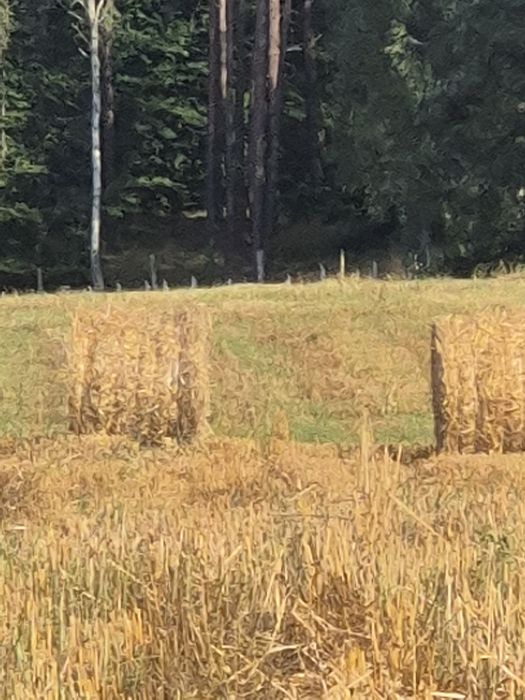 Sprzedam słome w belach