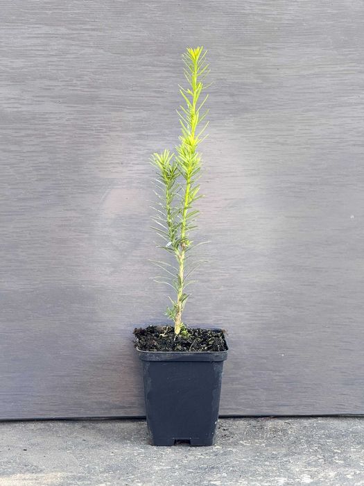 Taxus x media 'Hicksii' Тис середній  контейнер Р9 0,5 л