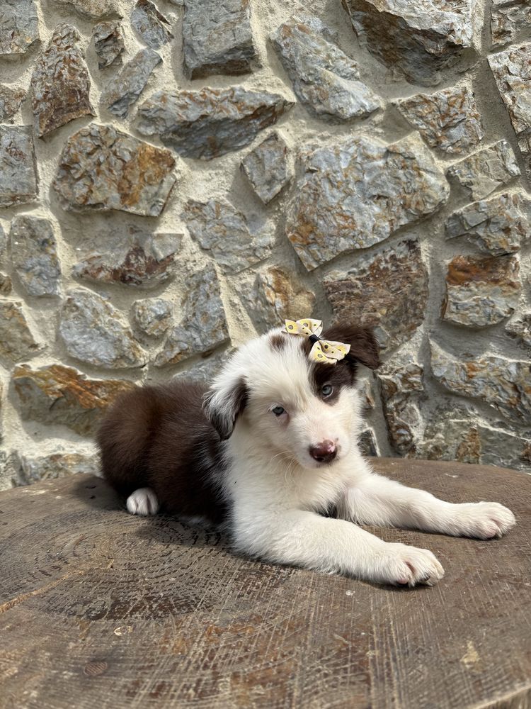 Border collie castanha
