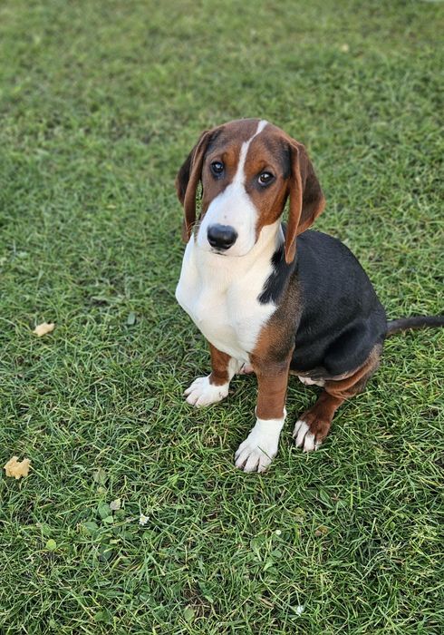 Gończy Serbski Trójkolorowy suczka piesek ( posokowiec bawarski beagel