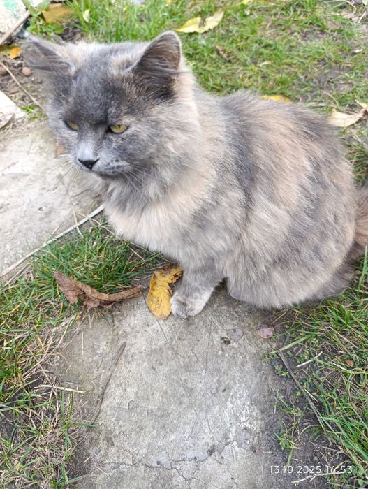 Віддам кошенят в добрі руки