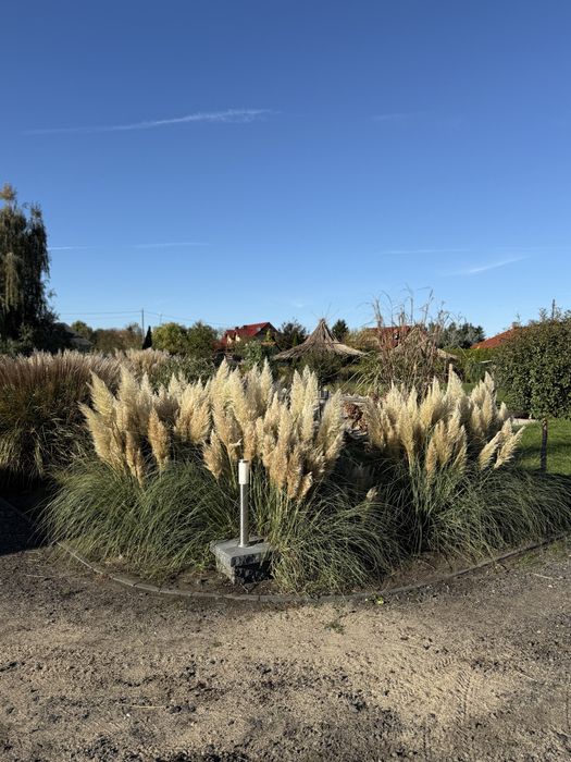 Sprzedam Trawy pampasowe
