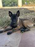 Pastor belga malinois macho