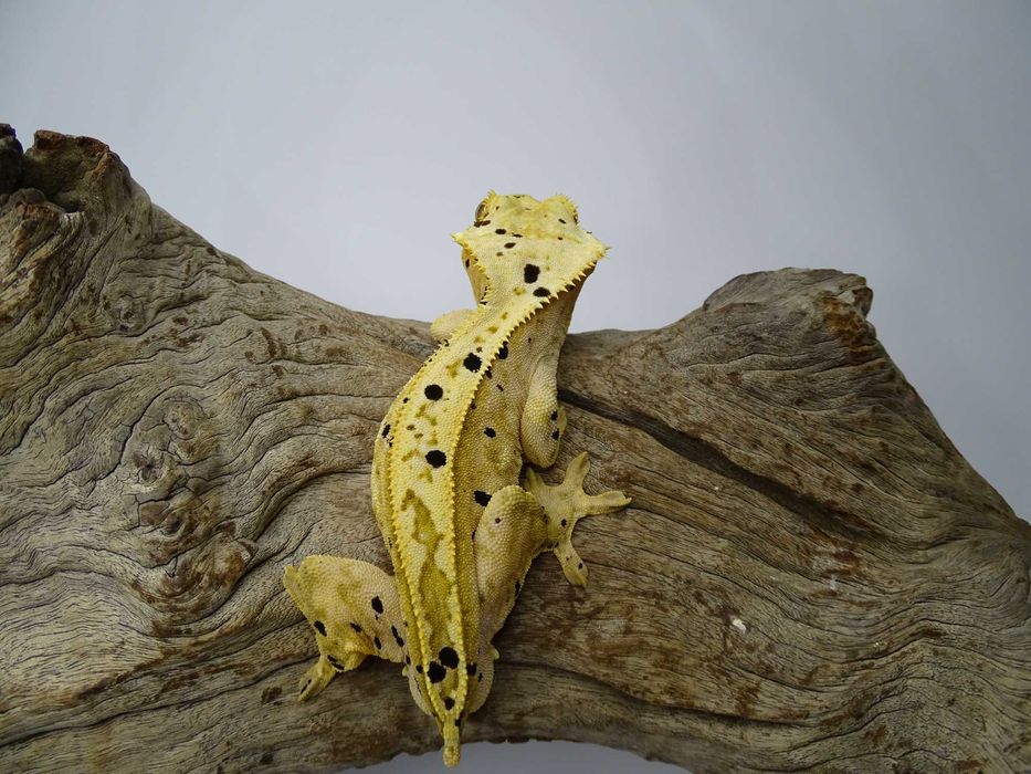 Gekon Orzęsiony samiec Dalmatian