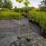 Katalpa bigoniowa surmia