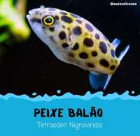 Peixe Balão Verde - Tetraodon Nigroviridis