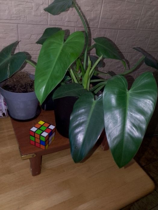 Pięknie rosnący kwiat doniczkowy