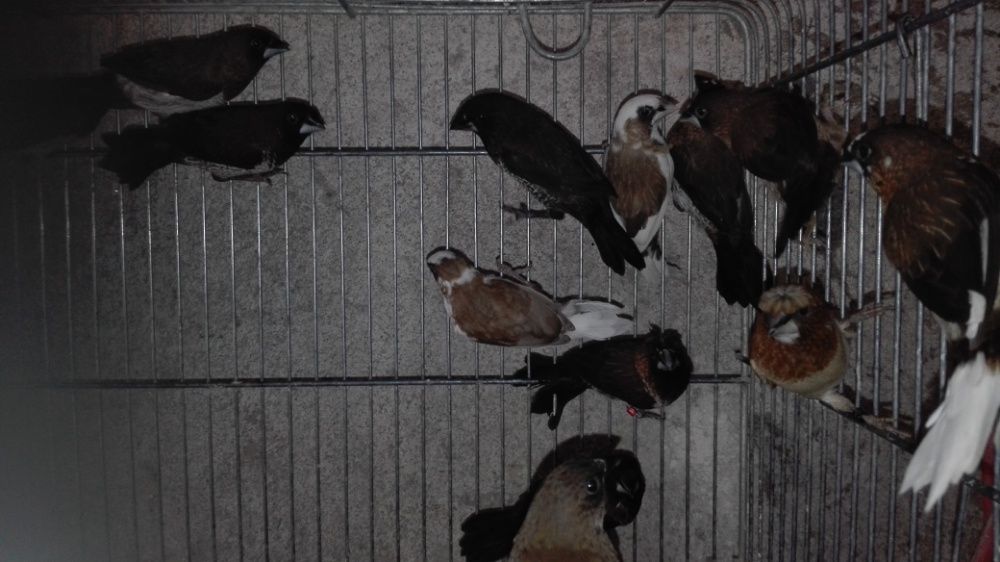 vendo bengali gigantes sexados