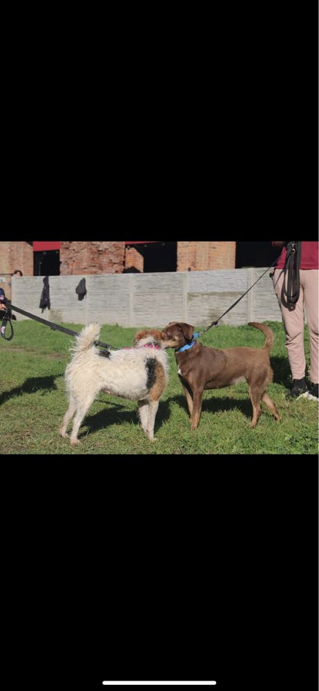 Terrierowata suczka do adopcji