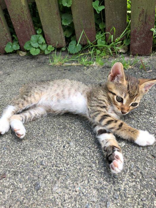 Котенята в добрі руки