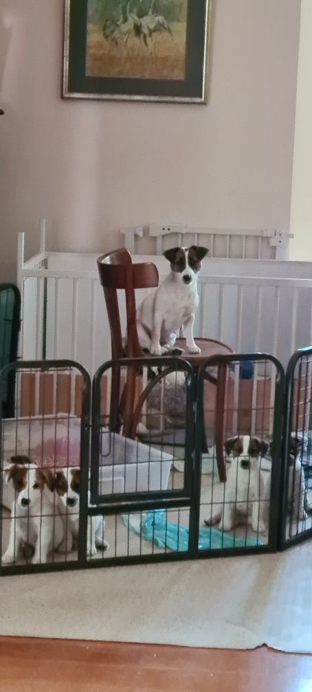 Jack Russell Terier piękna suczka gładkowłosa.