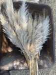 Pampas naturais para decoracao