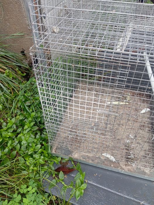 Viveiros de criação