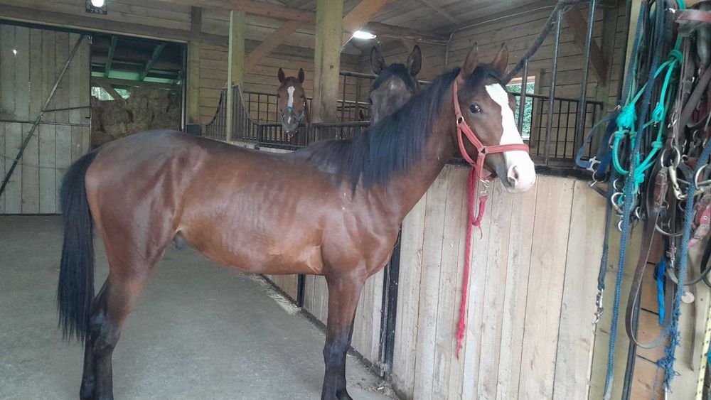 Ogier rasy małopolskiej