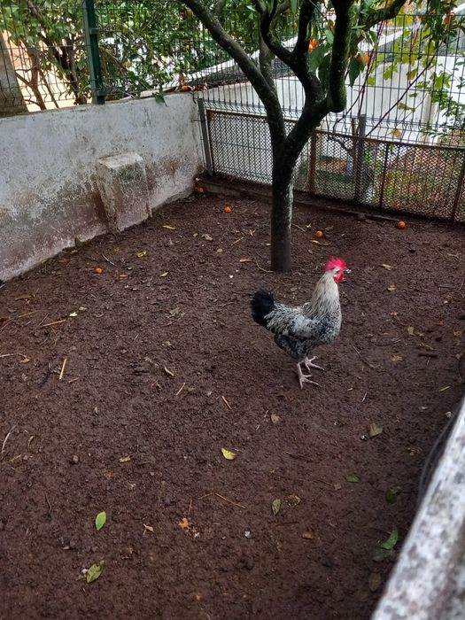 Vendo galos de campo
