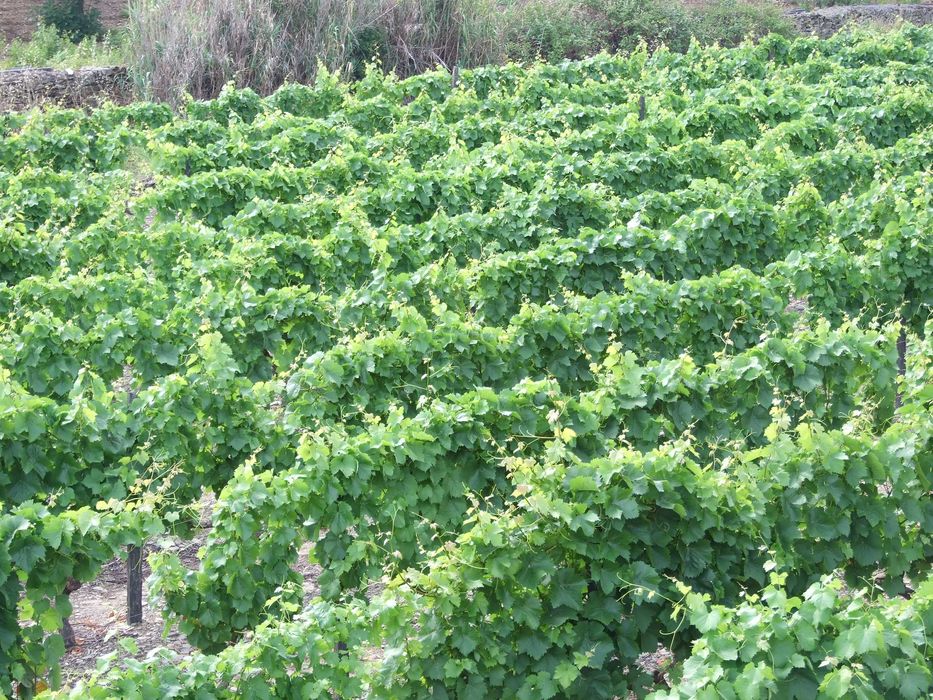 Douro: Quinta com Vinha e Oliveiras